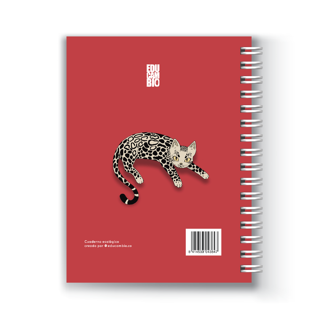 Enraizada Cuaderno 5 Materias